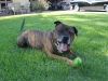 His Dog Panzer