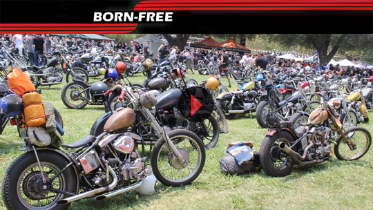 Born-Free-VidTH